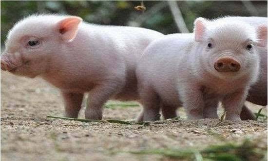 20190301111889358935