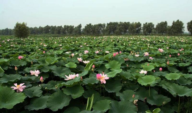 й885566˹(ɷ)޹˾-ٷվ